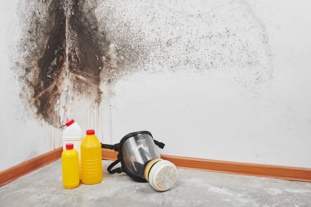 Best DIY Mold Remediation Support Services in Noble, OK