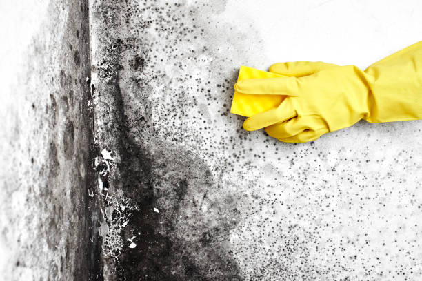 Best HVAC Mold Remediation in Noble, OK