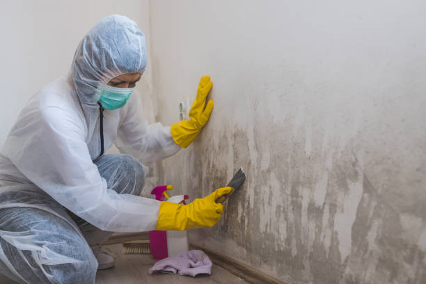 Best Insurance-Related Mold Remediation in Noble, OK