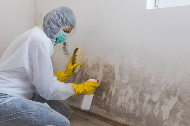 Best Emergency Mold Remediation in Noble, OK