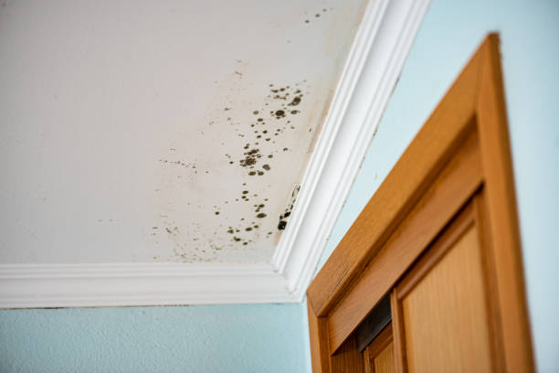 Best Attic Mold Remediation in Noble, OK