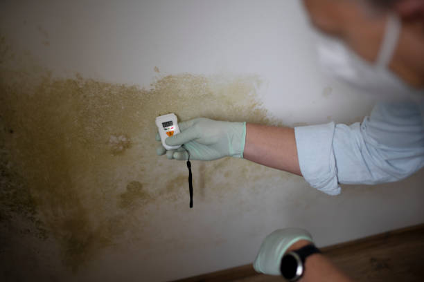 Best Bathroom Mold Remediation in Noble, OK
