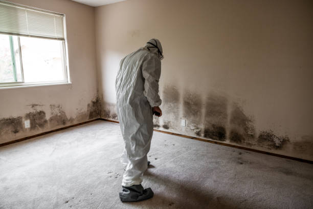 Best Residential Mold Remediation in Noble, OK