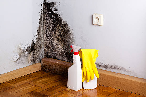 Best Preventive Mold Services in Noble, OK