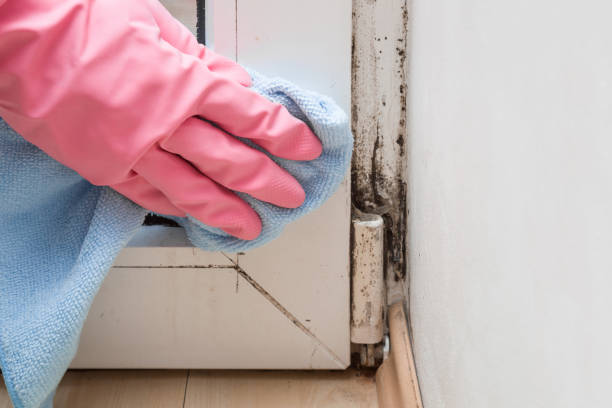 Best Emergency Mold Remediation in Noble, OK