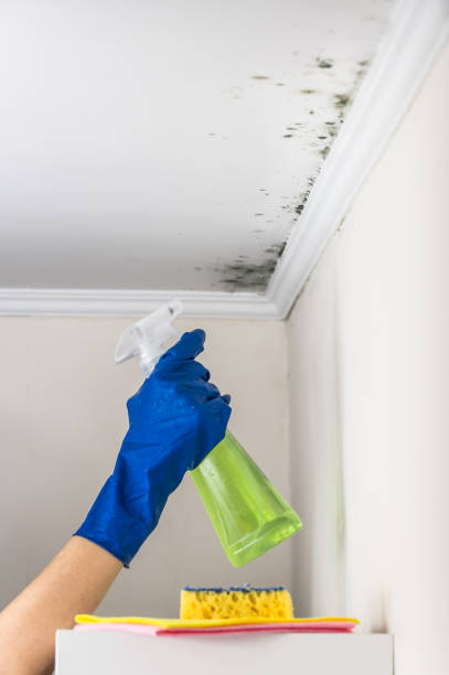 Best Basement Mold Remediation in Noble, OK